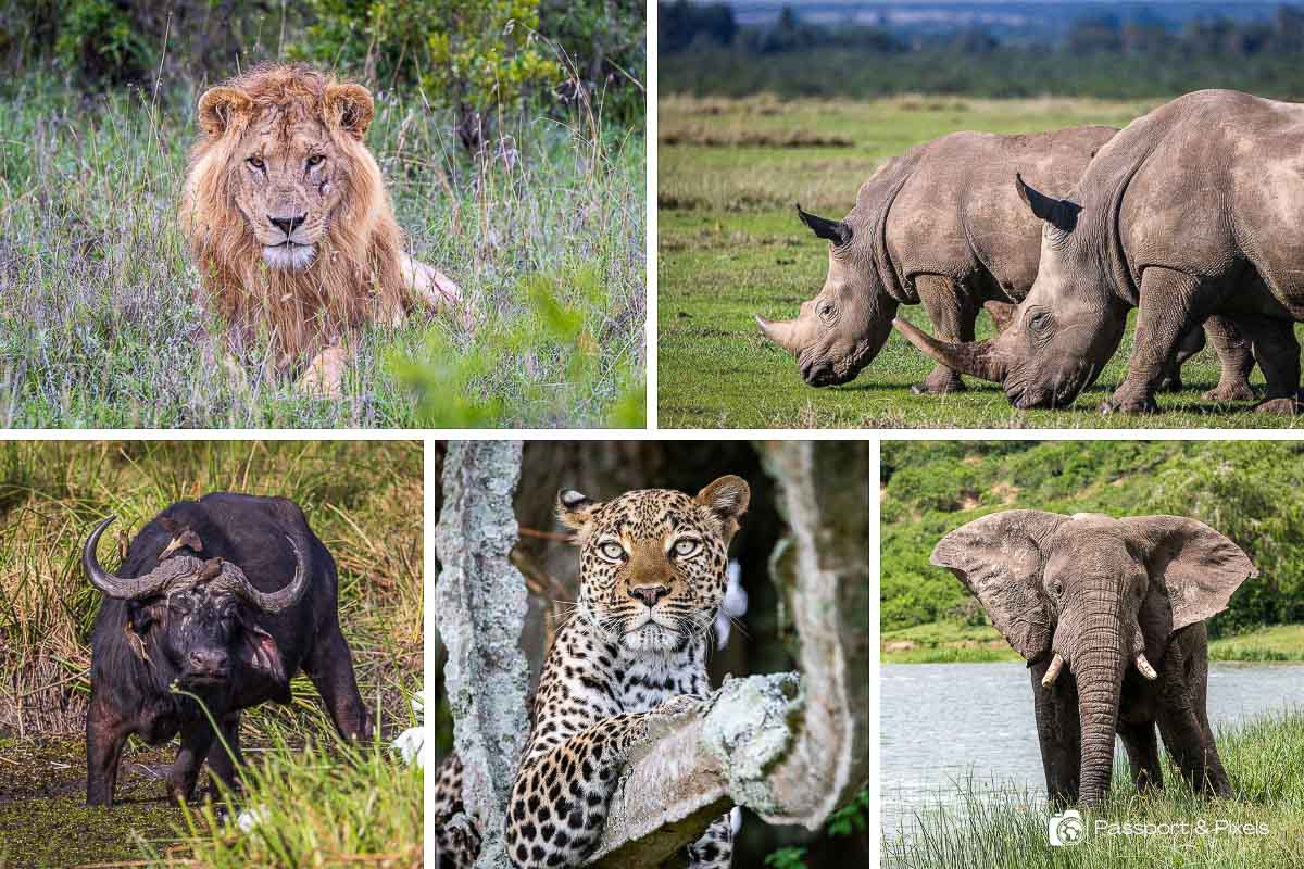 Read more about the article 5 Safari Phrases Every First-Timer Should Know