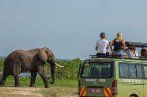 Read more about the article Safari Costs Explained: What Your Money Really Pays For