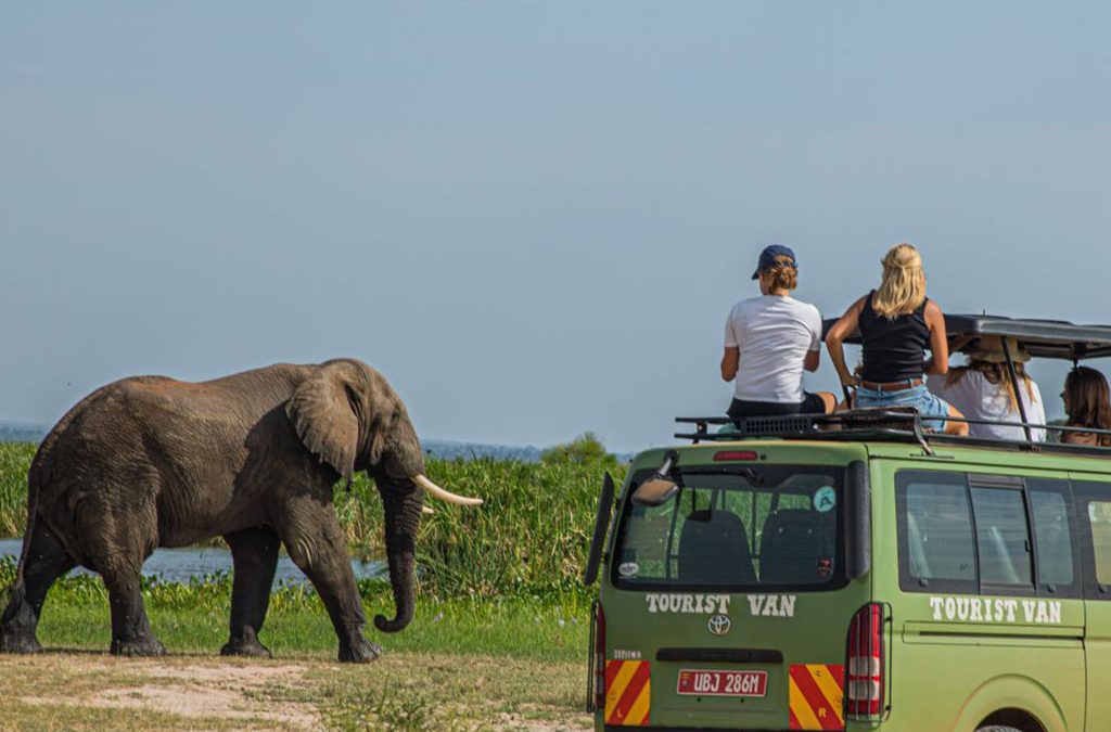You are currently viewing Safari Costs Explained: What Your Money Really Pays For