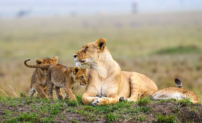 You are currently viewing Why Winter is the Perfect Time for a Safari