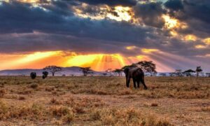 Read more about the article Why Safari Sunsets in East Africa Hit Different