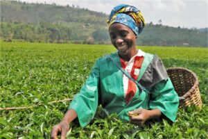 Read more about the article Why You Should Try a Tea Plantation Tour in Rwanda