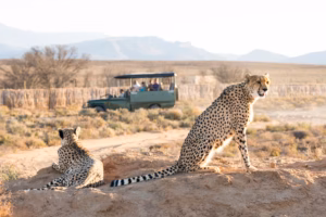 Read more about the article 3 Surprising Health Benefits of Going on Safari