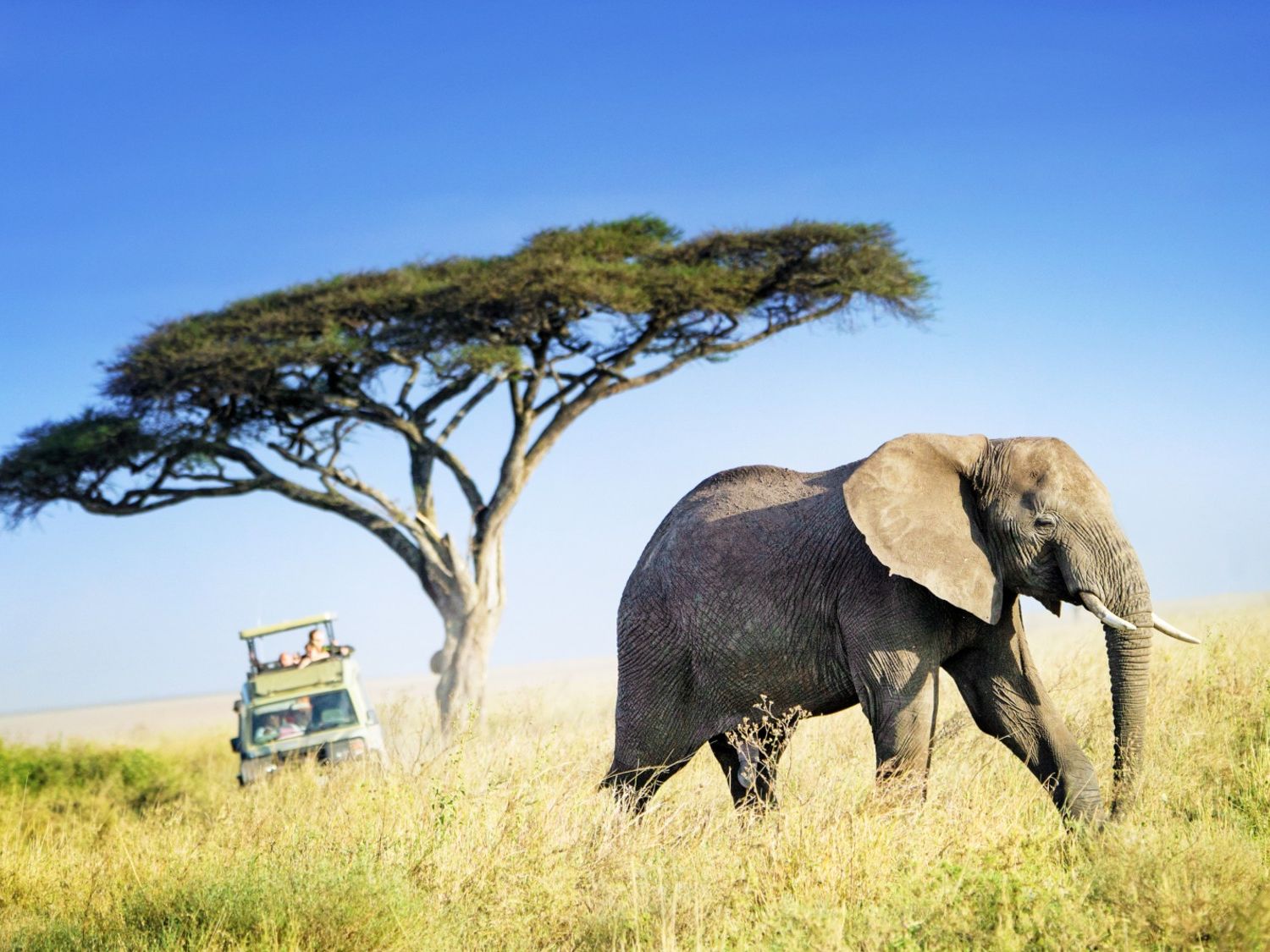 You are currently viewing How Early Should You Book a Safari?
