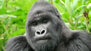 Read more about the article Medical Considerations Before Going on a Gorilla Trek