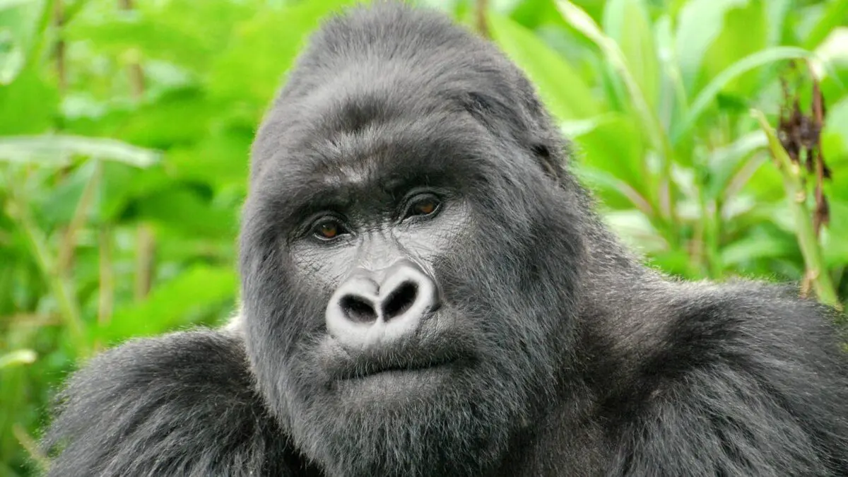 You are currently viewing Medical Considerations Before Going on a Gorilla Trek