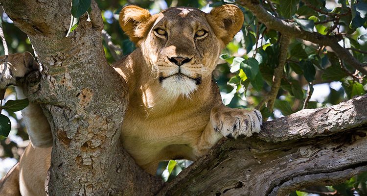 You are currently viewing Akagera National Park vs Queen Elizabeth National Park: Which Safari Fits You Best