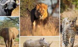 Read more about the article The Big 5 in Akagera vs Queen Elizabeth: Where Are Your Chances Higher?