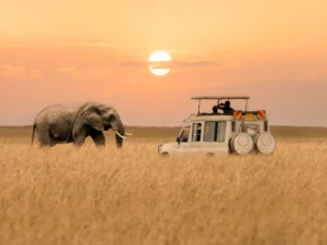 Read more about the article What’s Included in a Safari Package (And What’s Not)
