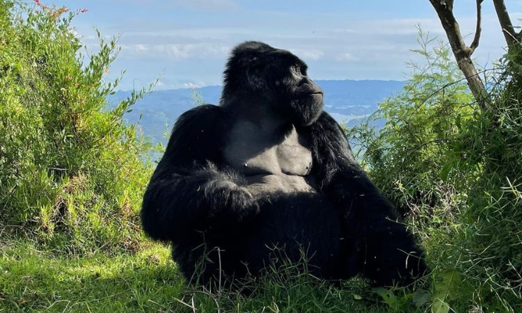 Read more about the article Why East Africa is the Best Region for Safari and Gorilla Trekking in 2025/26