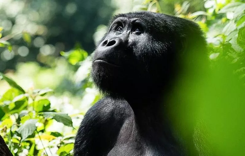 Read more about the article Last-Minute Gorilla Trekking in 2026