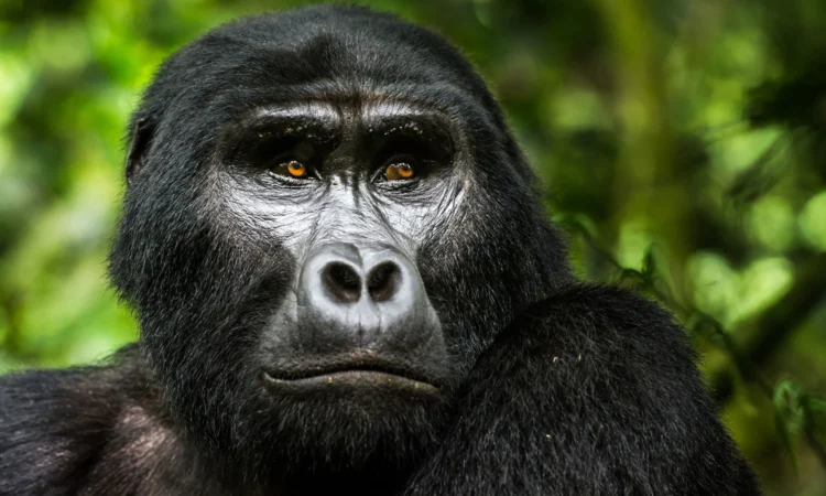 Read more about the article Which Dates Are Still Available for Gorilla Trekking in 2026 High Season