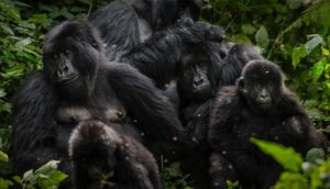 Read more about the article How Safe Is It to Trek Gorillas in Virunga National Park in 2026?