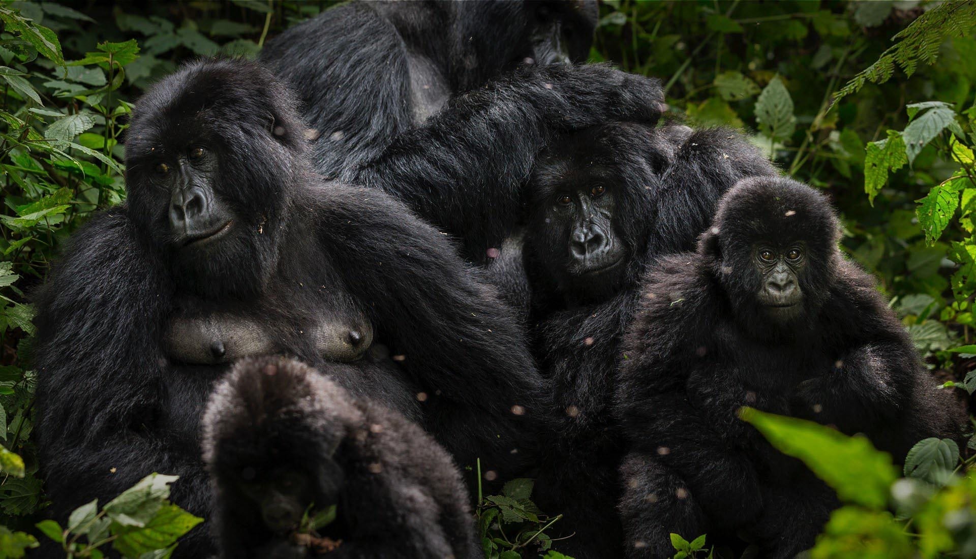 Read more about the article How Safe Is It to Trek Gorillas in Virunga National Park in 2026?