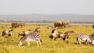Read more about the article Why Combine a Kenya Safari and Gorilla Trekking?