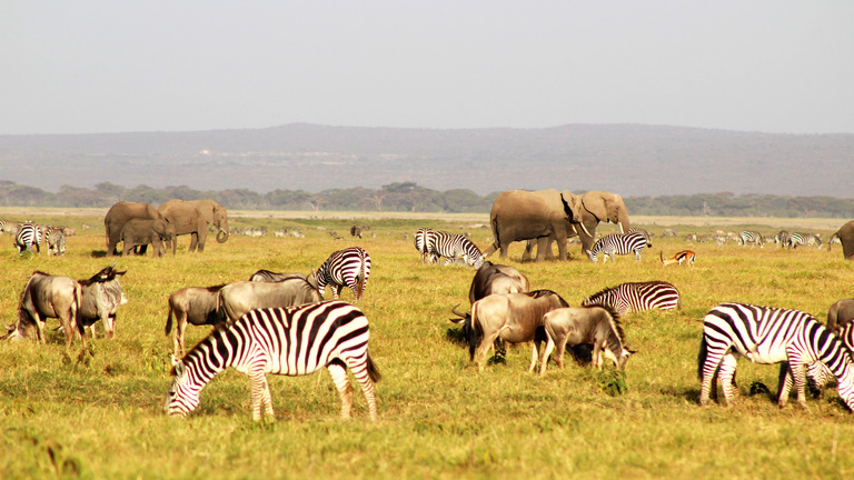 You are currently viewing Why Combine a Kenya Safari and Gorilla Trekking?