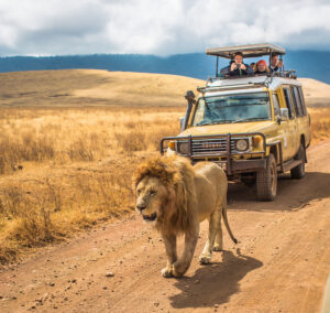 Read more about the article Why Choose a Tanzania Safari and Gorilla Trekking Tour?