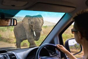 Read more about the article Things to Check Before Renting a Safari Vehicle for a Safari
