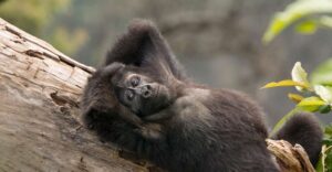 Read more about the article The Kwitonda Family: The Gentle Migrants of Volcanoes National Park
