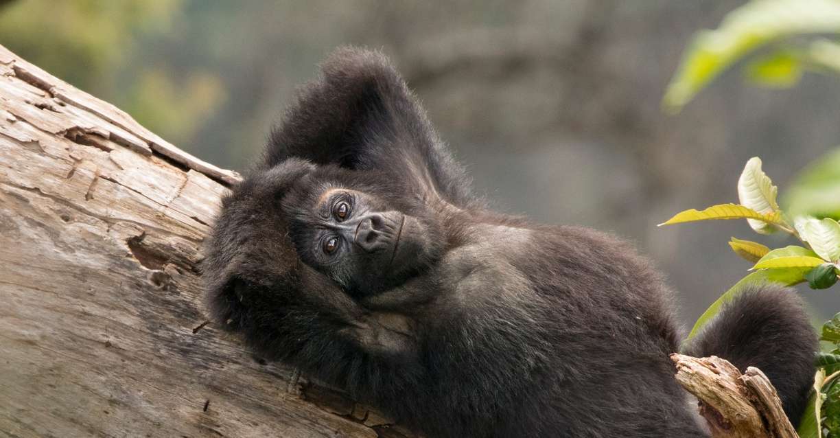 You are currently viewing The Kwitonda Family: The Gentle Migrants of Volcanoes National Park