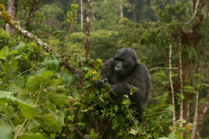 Read more about the article The Buhoma Gorilla Families
