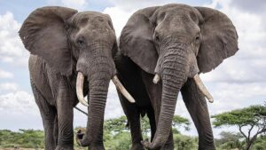 Read more about the article African Elephants: Walking with Giants in East Africa with Traford Safaris