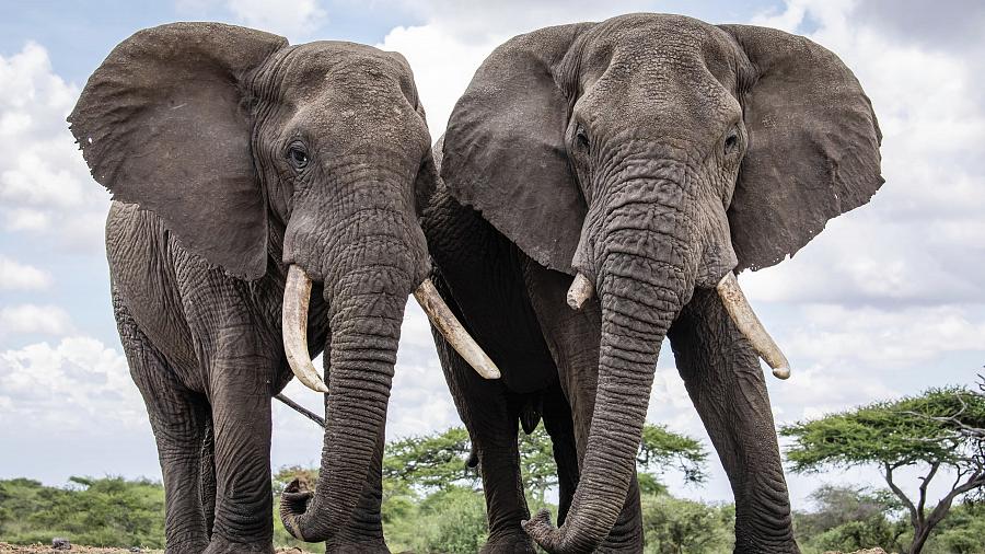 Read more about the article African Elephants: Walking with Giants in East Africa with Traford Safaris