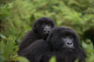 Read more about the article The Agashya (Group 13) Family: The Adventurers of Volcanoes National Park