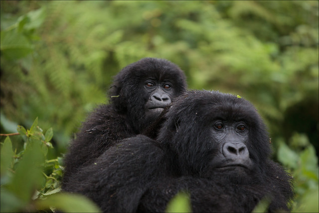 You are currently viewing The Agashya (Group 13) Family: The Adventurers of Volcanoes National Park
