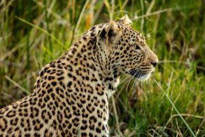 Read more about the article Why the Low Season Is the Best Time to Book an African Safari