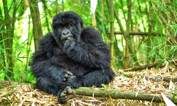 You are currently viewing Sibling Bonds: How Gorilla Youngsters Learn and Play in Volcanoes National Park