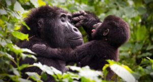 Read more about the article The Ruhija Gorilla Families: Bwindi’s Hidden Gem for True Adventurers