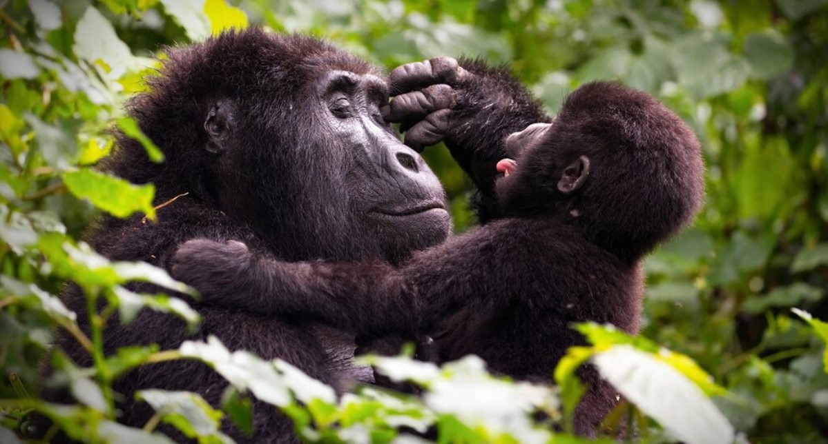 You are currently viewing The Ruhija Gorilla Families: Bwindi’s Hidden Gem for True Adventurers