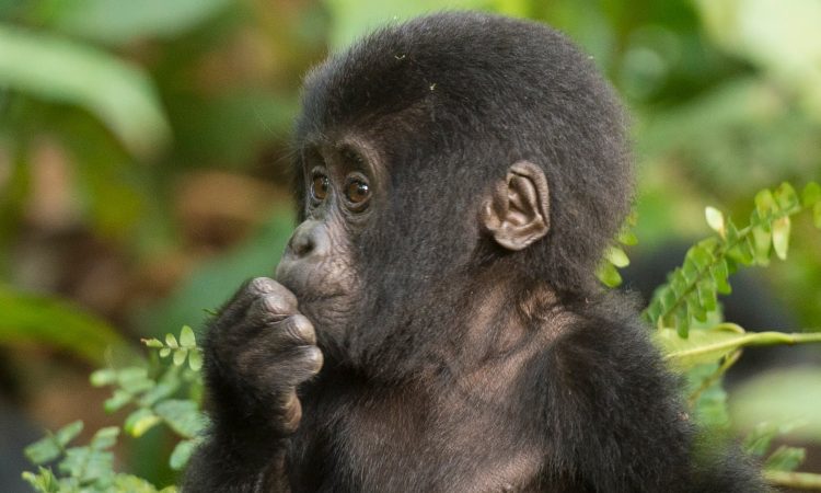 You are currently viewing The Umubano Family: The Breakaway Group of Volcanoes National Park