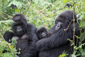 Read more about the article The Rushaga Families: Home to Bwindi’s Largest Gorilla Groups