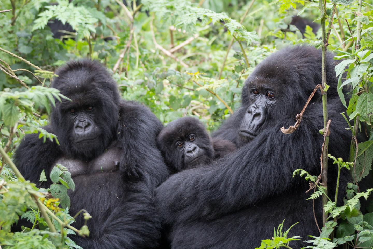 You are currently viewing The Rushaga Families: Home to Bwindi’s Largest Gorilla Groups