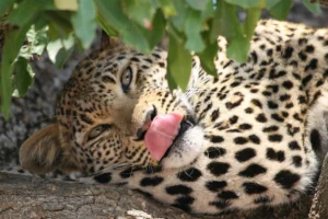 Read more about the article Big Cats of East Africa: Spotting Lions, Leopards, and Cheetahs