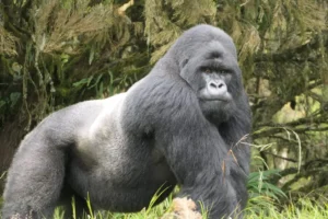 Read more about the article The Secret Life of Silverbacks: Leaders, Protectors, and Gentle Giants
