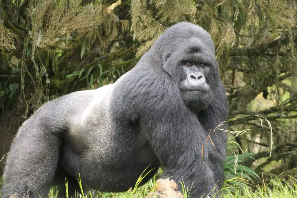 You are currently viewing The Secret Life of Silverbacks: Leaders, Protectors, and Gentle Giants