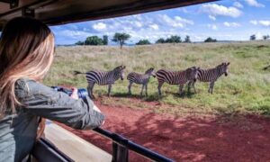 Read more about the article How Electric Cars Are Redefining Game Drives in Akagera National Park
