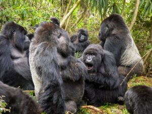 Read more about the article 10 Fascinating Facts About Gorillas