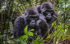 Read more about the article Gorilla Communication: How These Great Apes Express Emotion Without Words