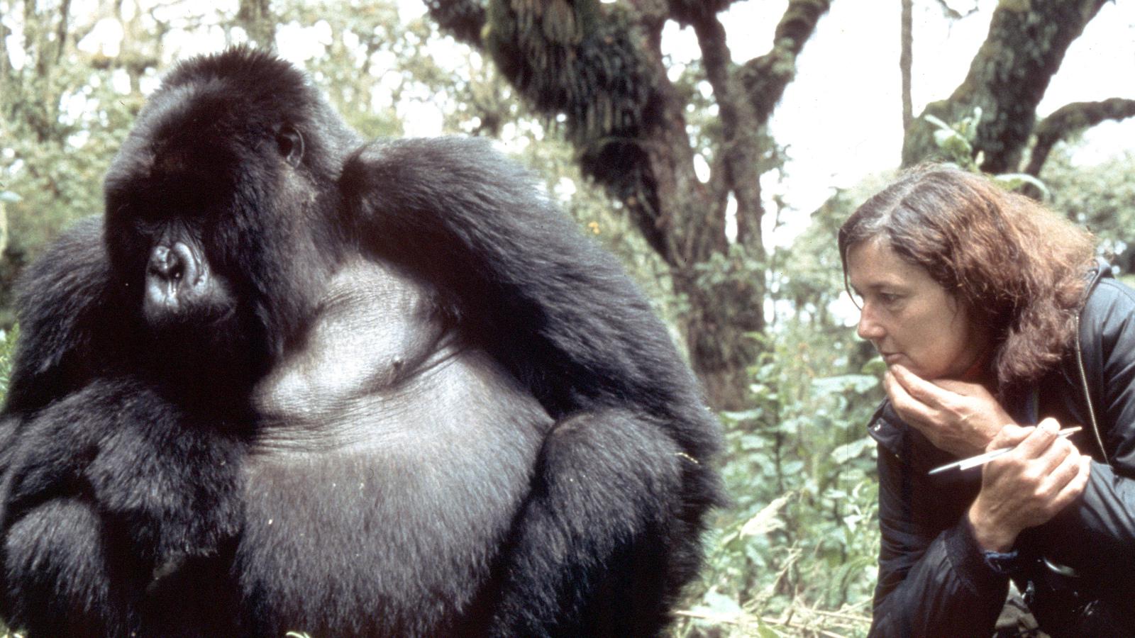 You are currently viewing Remembering the Fallen Apes: Honoring Rwanda’s Lost Gorilla Legends