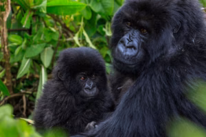 Read more about the article Motherhood in the Mist: How Female Gorillas Raise Their Young