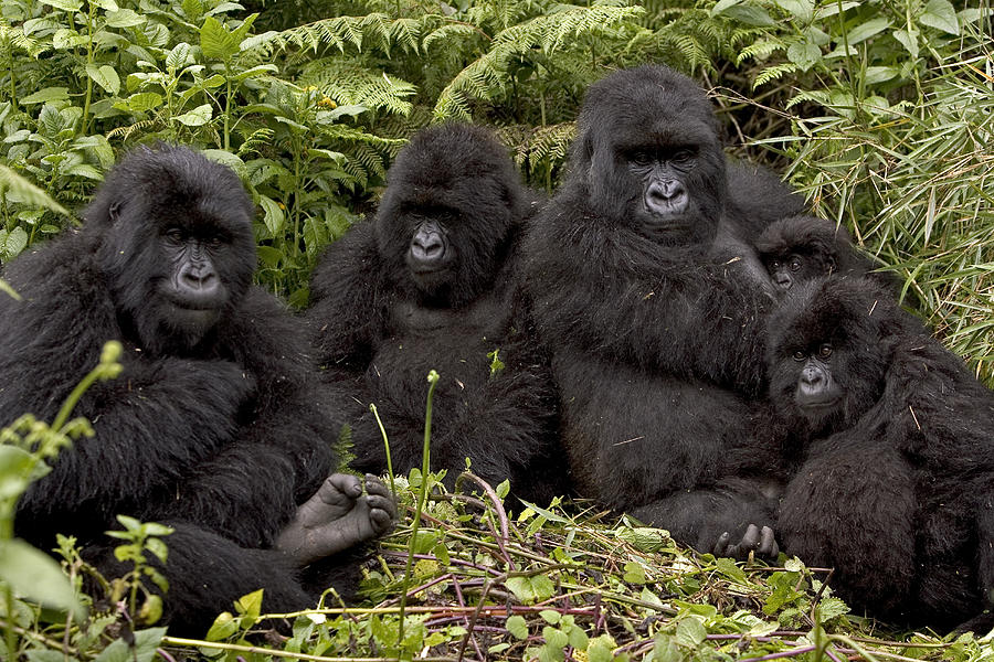 You are currently viewing The Susa Family: Rwanda’s Most Famous Gorillas