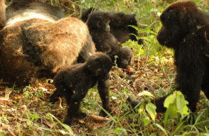 Read more about the article Meet the Nkuringo Gorillas: Trekking Uganda’s Most Scenic Hills
