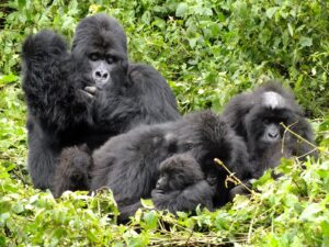 Read more about the article The Sabyinyo Family: Home to Rwanda’s Largest Silverback