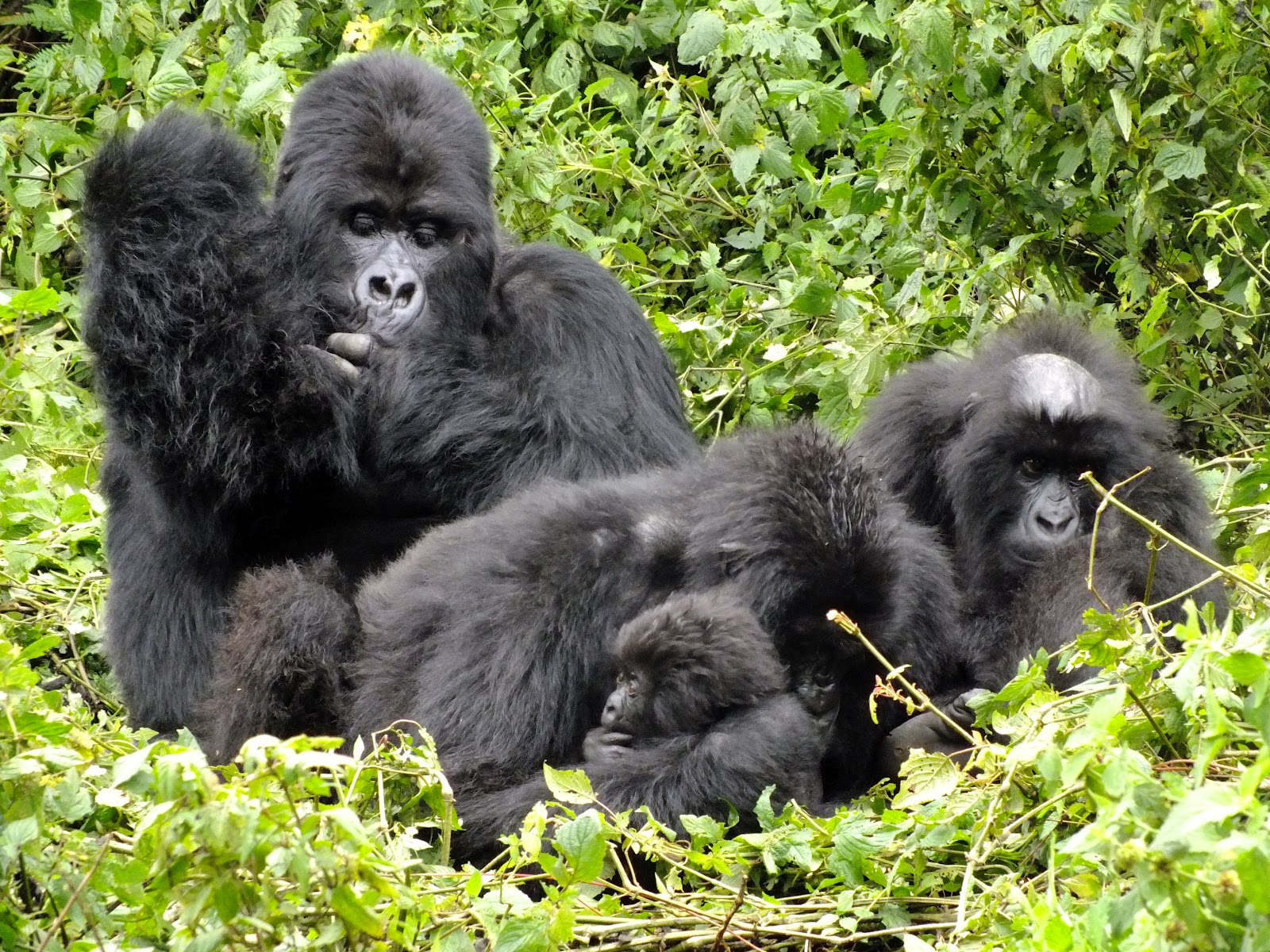 You are currently viewing The Sabyinyo Family: Home to Rwanda’s Largest Silverback