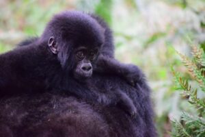 Read more about the article The Amahoro Family: The Peaceful Ones