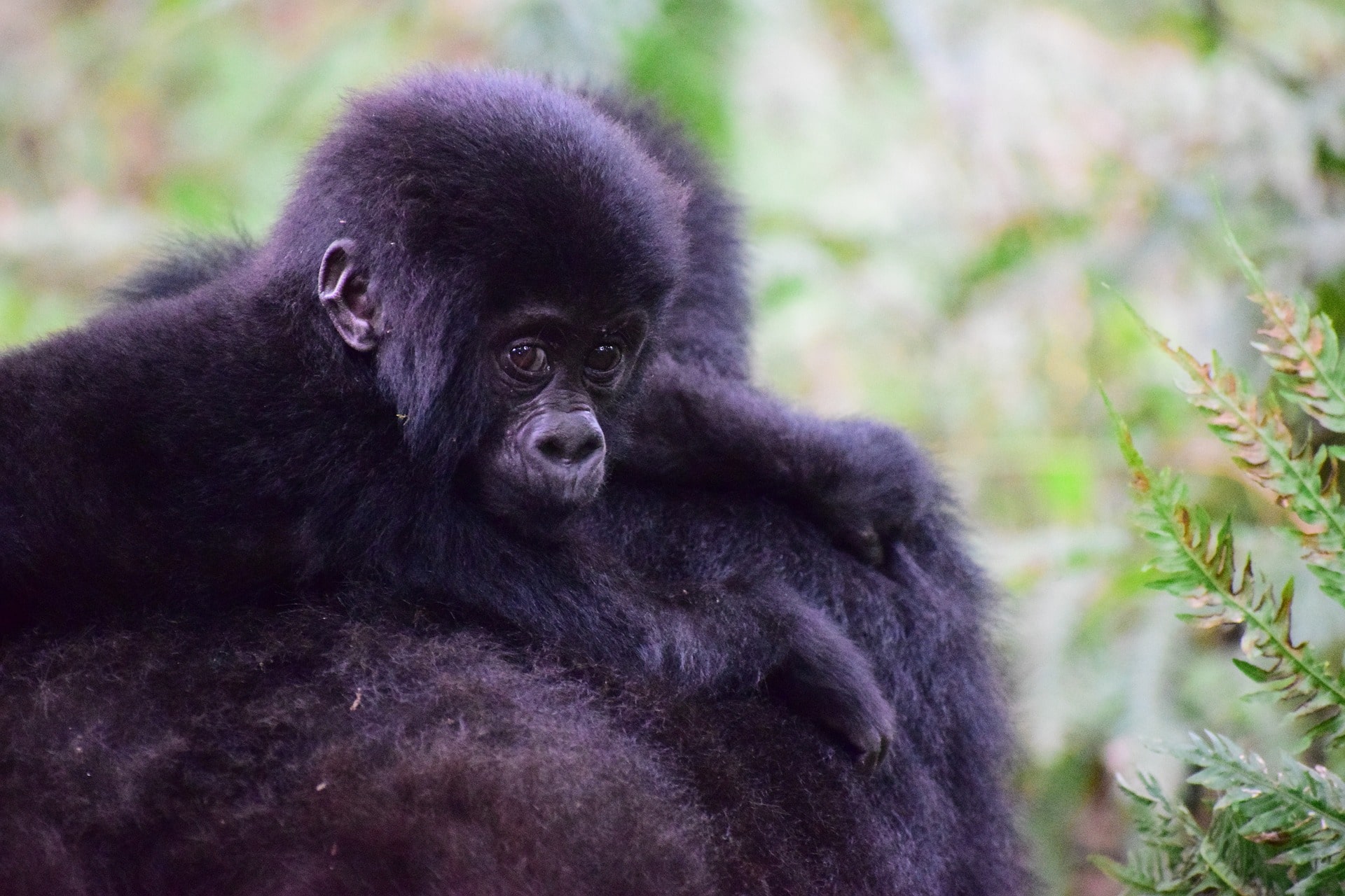 You are currently viewing The Amahoro Family: The Peaceful Ones